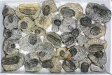 Lot: Assorted Devonian Trilobites - Pieces #80636-2